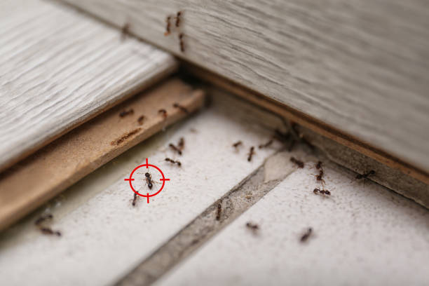 Best Emergency Pest Control  in Bradley, WV