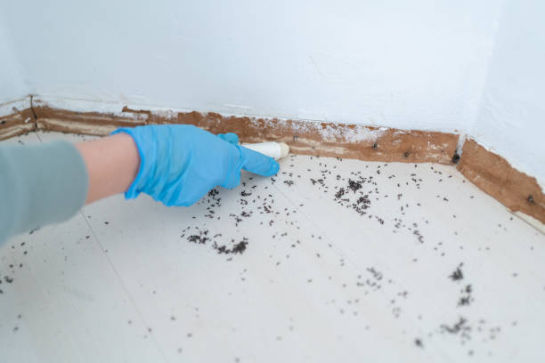 Best Termite Control Services  in Bradley, WV